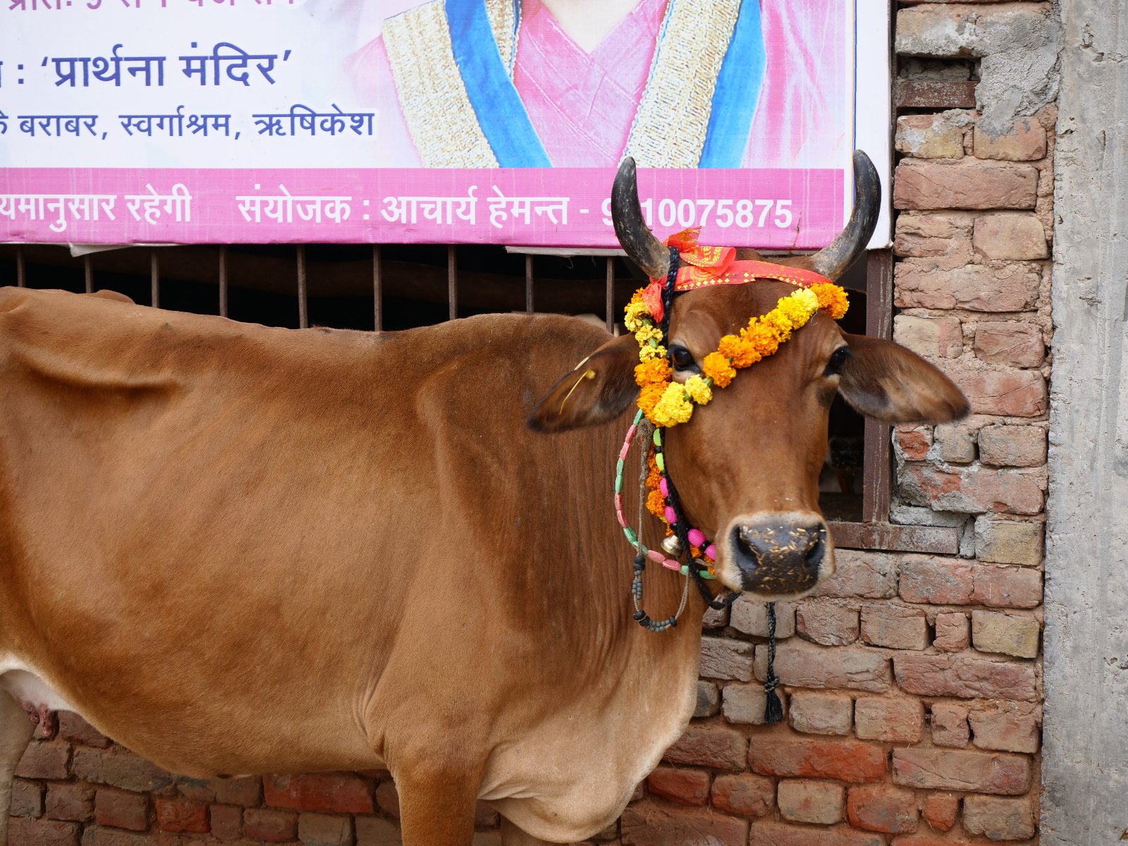  96 Gopashtami Radha kunda Govardhan 19.11.04